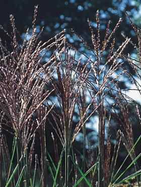 Miscanthus sinenesis Miskant chiński 'Nippon'