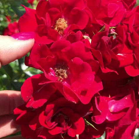 Róża rabatowa Matador czerwona balot