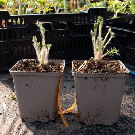 Sasanka zwyczajna Rubra (C2)