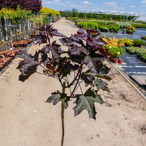 Klon szczepiony na pniu Purple Globe (Pa 130)