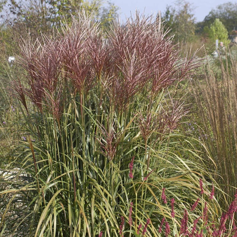 Miskant chiński Rotsilber (C2)