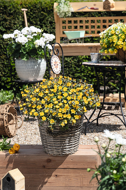 Portulaka zwisająca żółta