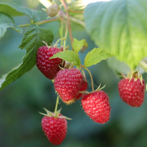 Rubus idaeus Malina Malling Seedling w doniczce 