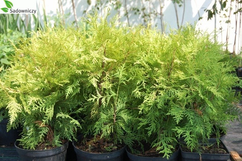 Thuja Tuja Żywotnik zachodni Golden Globe (C2)