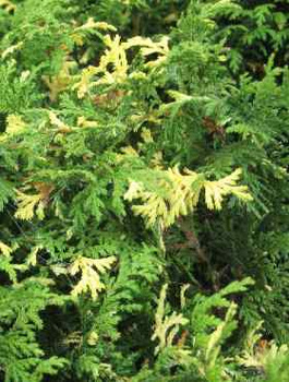 Cyprysik groszkowy Nana Aureovariegata