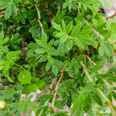 Pięciornik krzewiasty 'Tilford Cream' (C2)