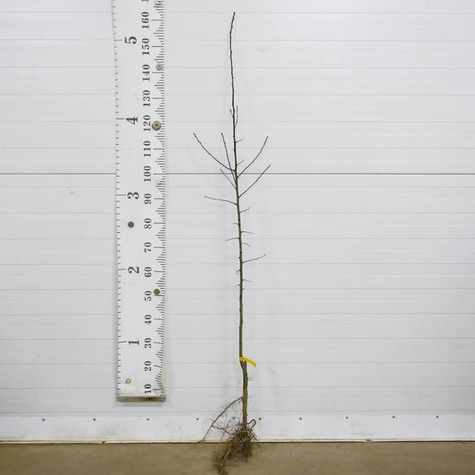 Zestaw Sad Na Przetwory Idealny Na Domowe Dżemy Soki Nalewki Plant Pack