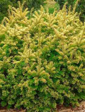 Cis pospolity 'Ellegantissima'