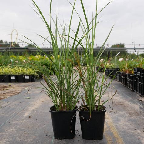 Miskant chiński Pünktchen