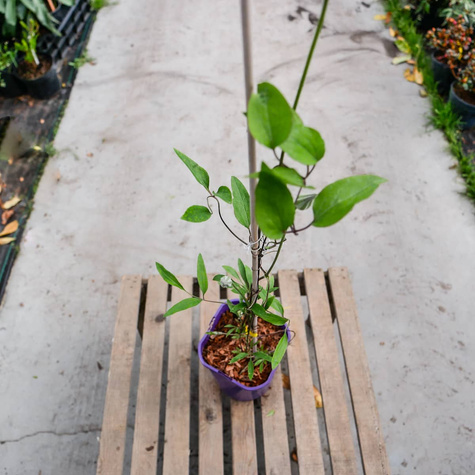 Powojnik Clematis wielkokwiatowy Multi Blue (C2)