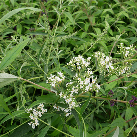 Budleja Dawida 'Nanho White' (C2)