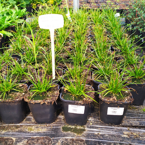 Papirus cibora Cedric