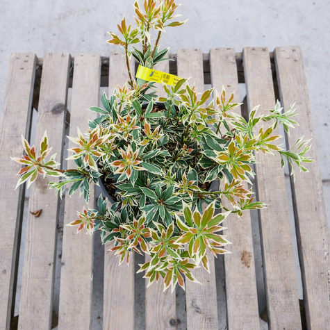 Pieris japoński Flaming Silver (C2)