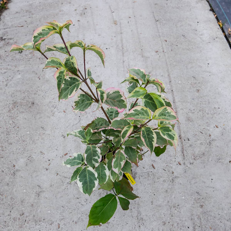 Dereń kousa Akatsuki (C2)