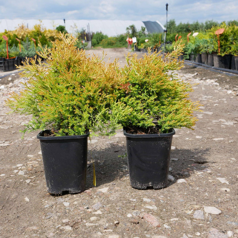 Thuja Tuja Żywotnik zachodni Cloth of Gold (C2)