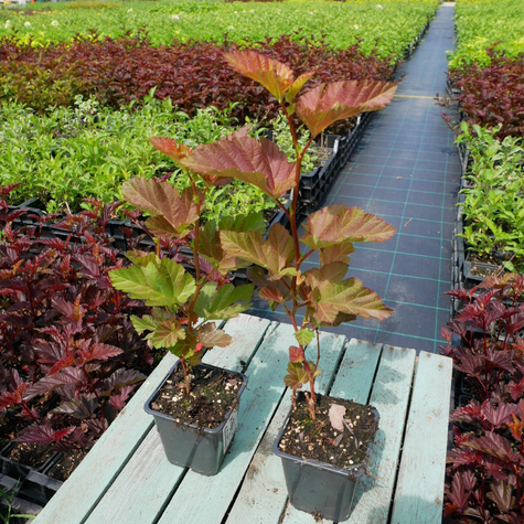 Pęcherznica kalinolistna Amber Jubilee (P9)