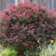 Berberys thunberga Red Chief (C1.7)