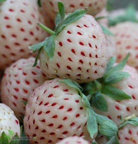 Zestaw Truskawka Biała Ananasowa FRIGO 10szt.