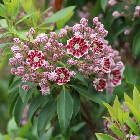 Kalmia szerokolistna Minuet (C2)