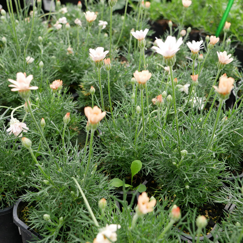 Stokrotka marokańska Zagora Orange (C2)