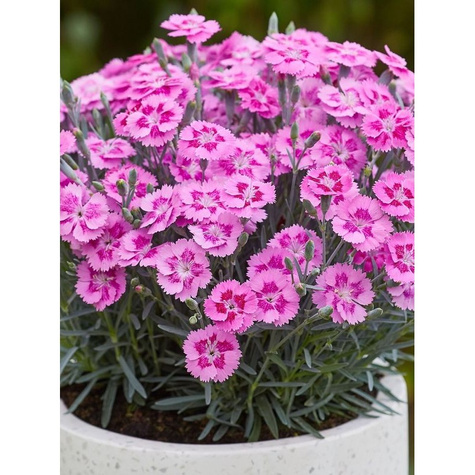 Goździk ogrodowy różowy Aztec Star