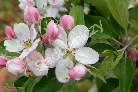 Jabłoń Mekintosz Plant Pack