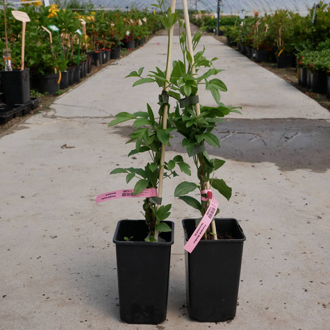 Powojnik Clematis różnolistny Heather Herschell GI