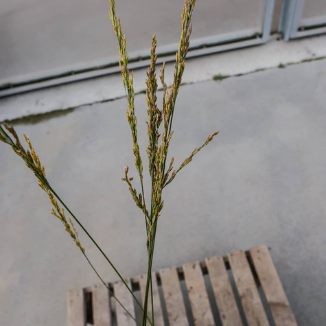 Trzęślica modra Dauerstrahl