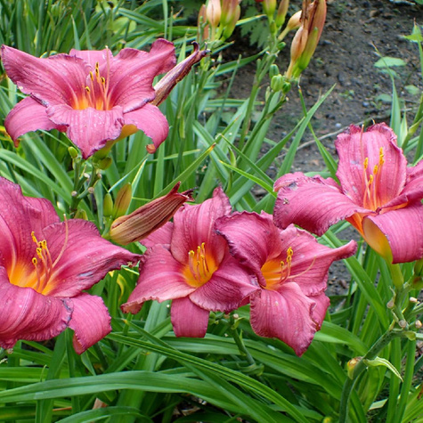 Liliowiec ogrodowy Summer Wine (C2)