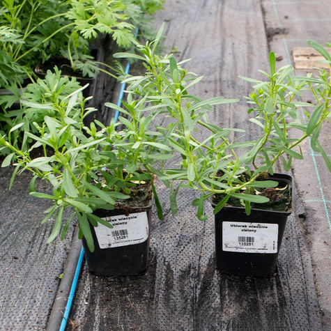 Ubiorek wiecznie zielony (C2)