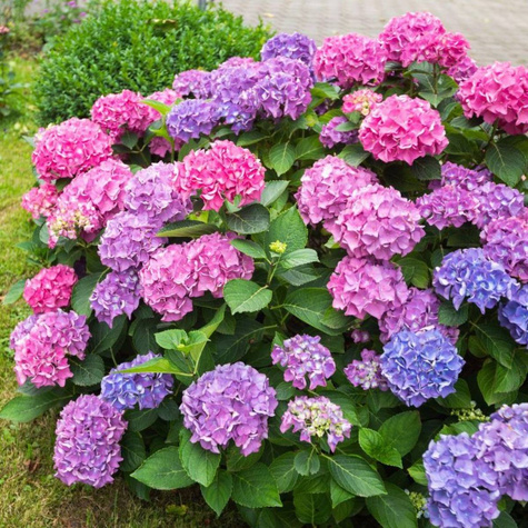 Hortensja ogrodowa Diva Fiore Rosea (C2)