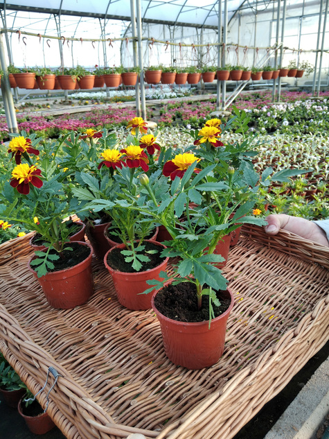 Aksamitka Aksamitki Byczek żółto-brązowa nisk Odstrasza Komary