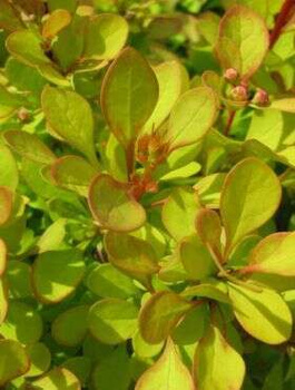 Berberys Thunberga Golden Zwerg (C2)