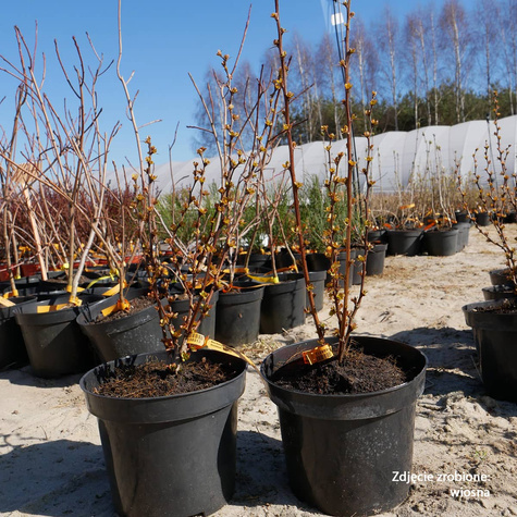 Berberys thunberga Golden Touch (P9)