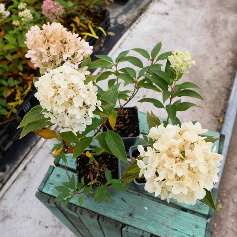 Hortensja bukietowa Magical Matterhorn (P9)