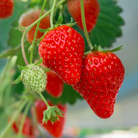 Truskawka zwisająca TEMPTATION  - 0,02 g