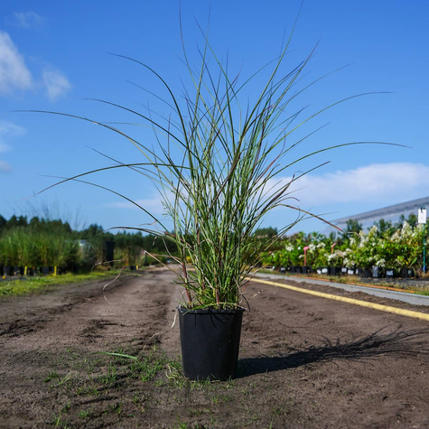 Miskant chiński Yaku Jhima