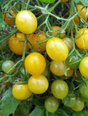 Pomidor gruntowy wysoki Mirabell 0,5g