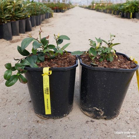 Kiścień Scarletta (C2)