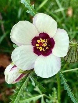 Hibiskus letni 1g