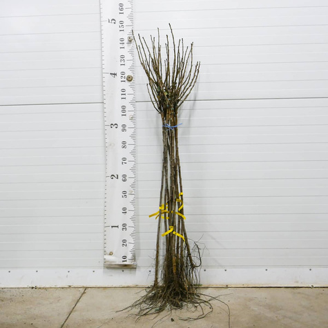 Porzeczka czarna Titania na pniu Plant Pack