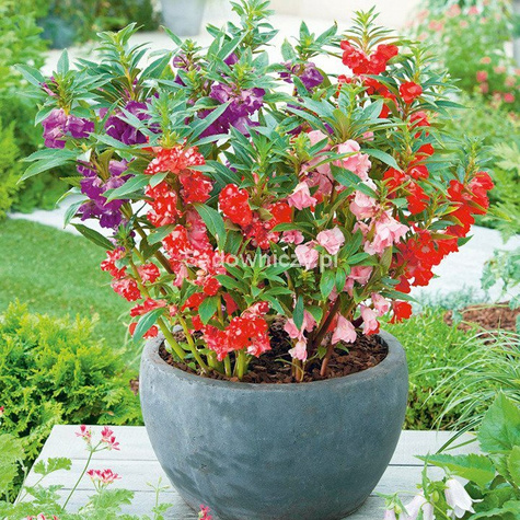 Niecierpek balsamina mieszanka 1g Plantico