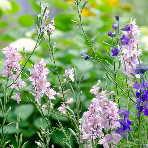 Pszonak Bowles Mauve (C2)