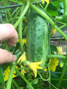 Ogórek gruntowy Magnetar F1 konserwowy kwaszeniak 5g