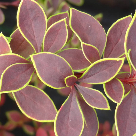 Berberys Thunberga Golden Ring (C2)