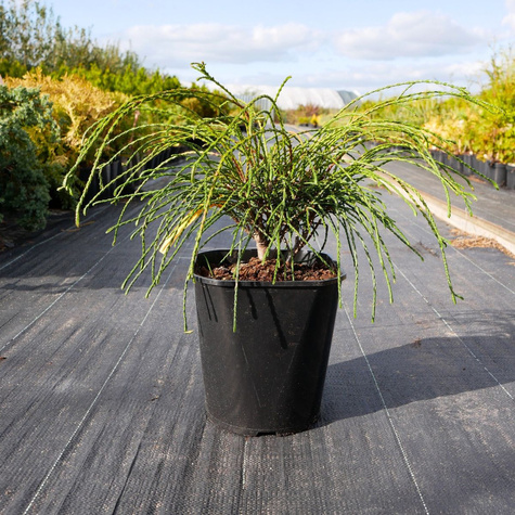 Thuja Tuja Żywotnik olbrzymi Whipcord