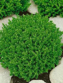 Hebe Green Globe (C2)