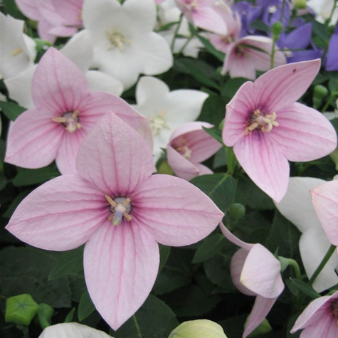 Rozwar wielkokwiatowy Astra Pink (C2)