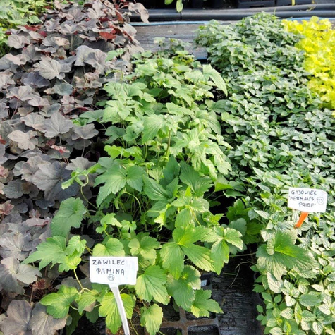 Zawilec japoński Pamina (C2)