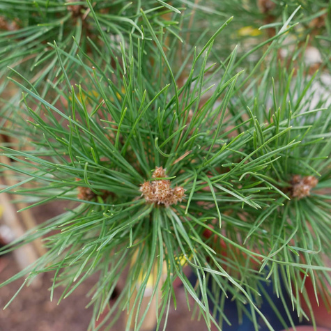 Sosna czarna Brepo szczepiona